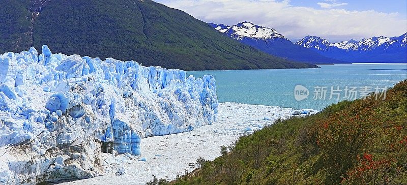 莫雷诺冰川和红色野花，阿根廷湖- El Calafate，巴塔哥尼亚